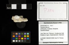 Foto (Objekt + Etiketten) von Goniodromites sp. 